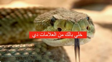خلي بالك وحرص منها عشان حياتك!.. أسباب دخول الثعابين إلى منزلك وكيفية تجنبها