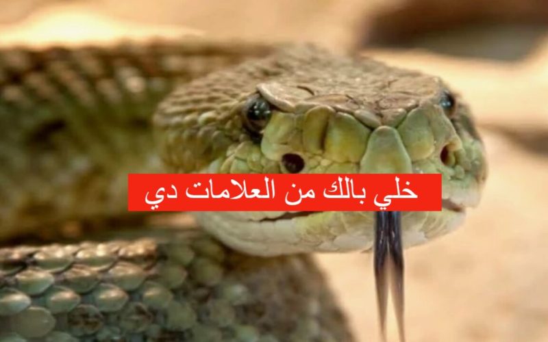 خلي بالك وحرص منها عشان حياتك!.. أسباب دخول الثعابين إلى منزلك وكيفية تجنبها