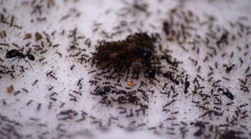 طريقة سحرية للقضاء على النمل قبل بداية الصيف