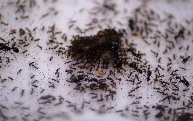 طريقة سحرية للقضاء على النمل قبل بداية الصيف