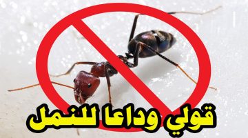 هتتخلصي منهم بسرعةرهيبة.. طريقة التخلص من النمل نهائيا بدون استخدام مبيدات حشرية أو مواد كيميائية هيختفوا تماماً 