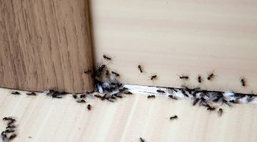 اخدعيه بهذا الخليط.. التخلص من النمل الصغير في المنزل بطرق طبيعية آمنه بدون رش أو مبيدات