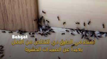 اقضي على النمل في البيت باستخدام هذه الطرق الفعالة