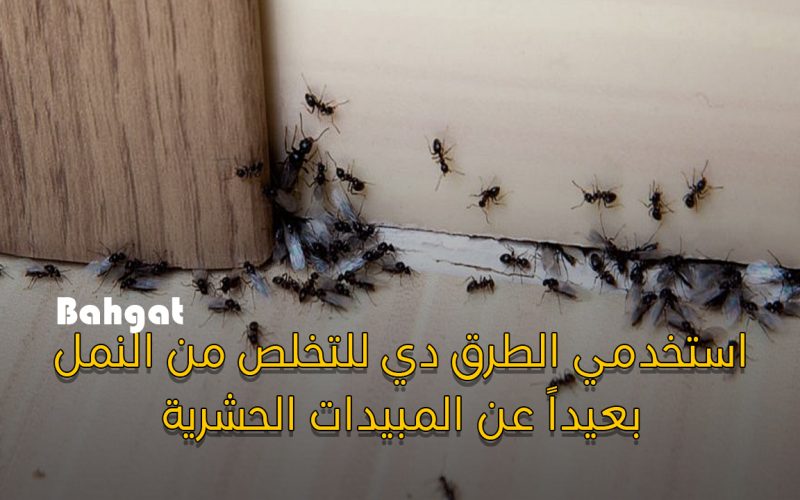 اقضي على النمل في البيت باستخدام هذه الطرق الفعالة