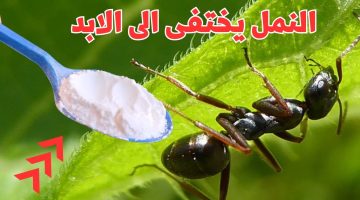 مش هتشوفيه تاني فالبيت .. طريقة سحرية للقضاء على النمل قبل بداية الصيف والتخلص من آثاره