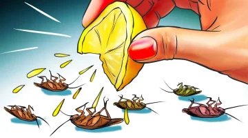أقوى من المبيد.. طريقة القضاء على الصراصير والنمل في المنزل بدون مواد ضارة هيهربوا من بيتك بدون عوده